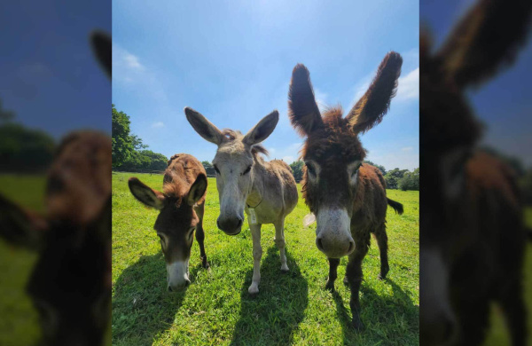 Three South African rescue donkeys at the Kloof and Highway SPCA.