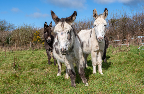 Three rescue donkeys