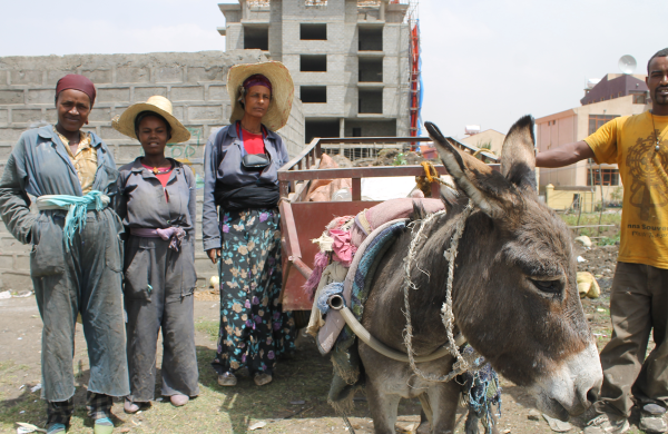 Working Donkey in Ethiopia