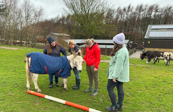 Wellbeing with donkeys session with multi-agency group at Leeds