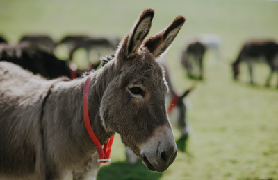 Alert donkey with ears forward