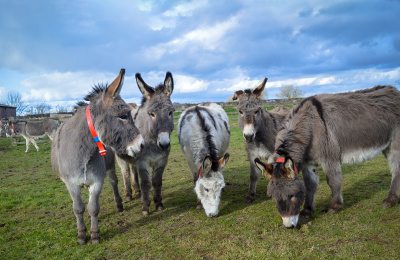 Rescued donkeys grazing