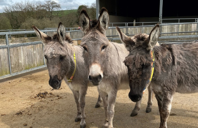 Polly with two donkey friends