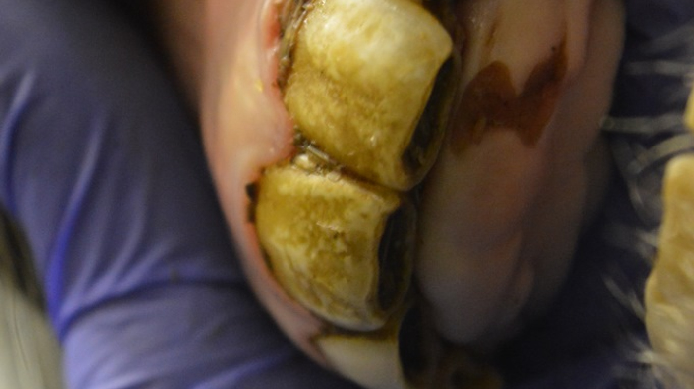 Partlan's incisors - straight view