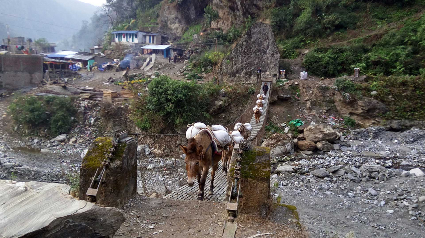 Mules transporting goods across bridge in Nepal. (Credit: Animal Nepal)