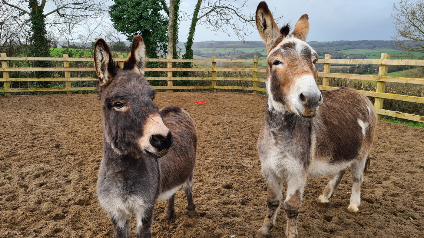 Woods Farm donkeys Pedro and George