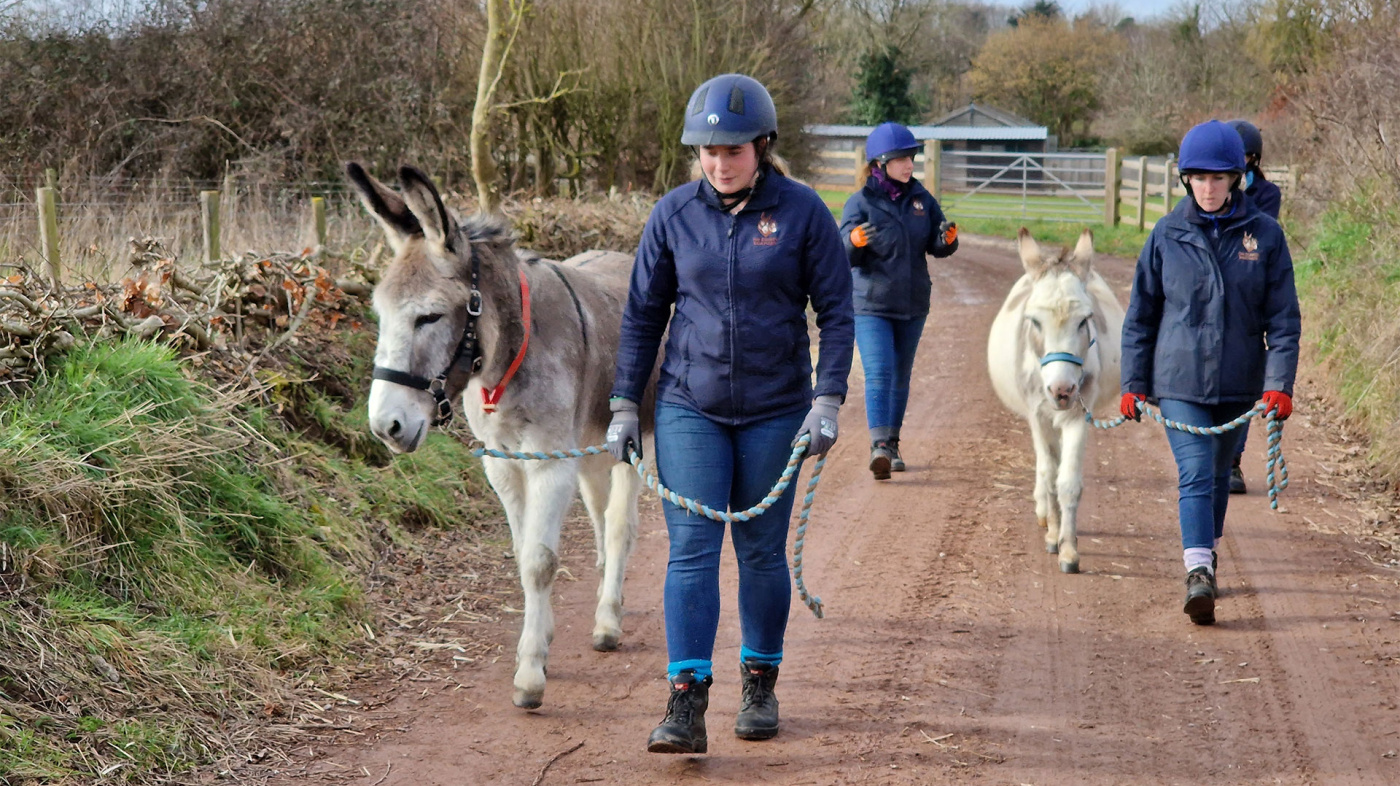 Donkeys Eeyore and Pooh being moved by our Equine Assistants from the Sidmouth New Arrivals Unit to the Reception Area.