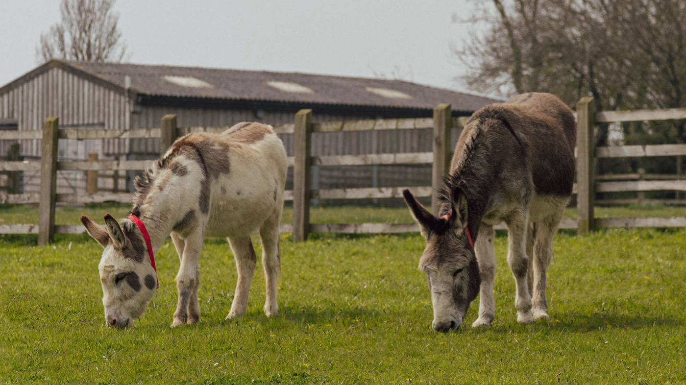 Pooh (left) with Eeyore grazing in their new herd at Shelter 1 in Sidmouth.