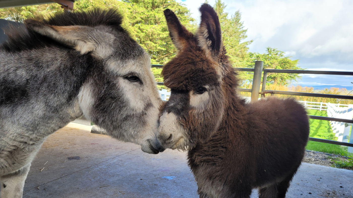 Ophelia and JoJo are settling in at our Ireland sanctuary.