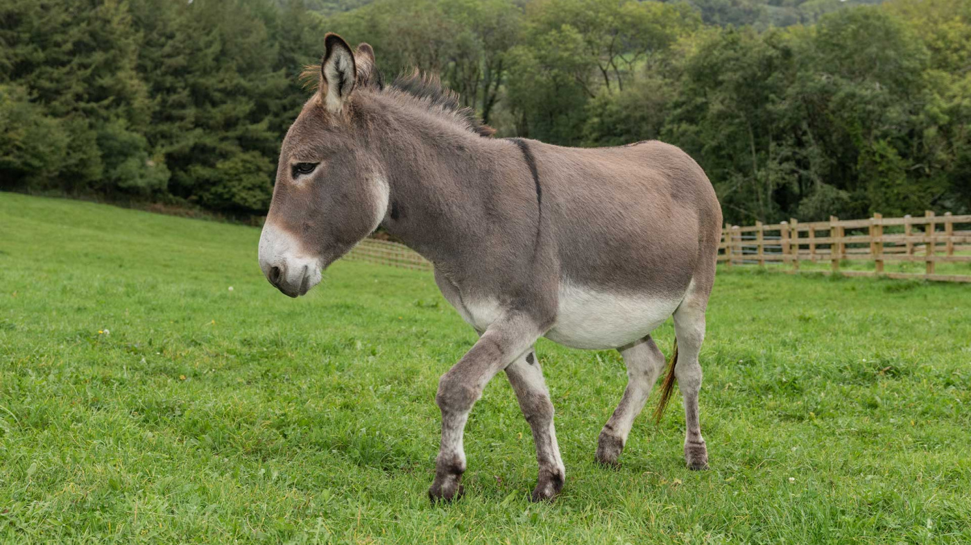 Sean the donkey at Hurfords Farm.