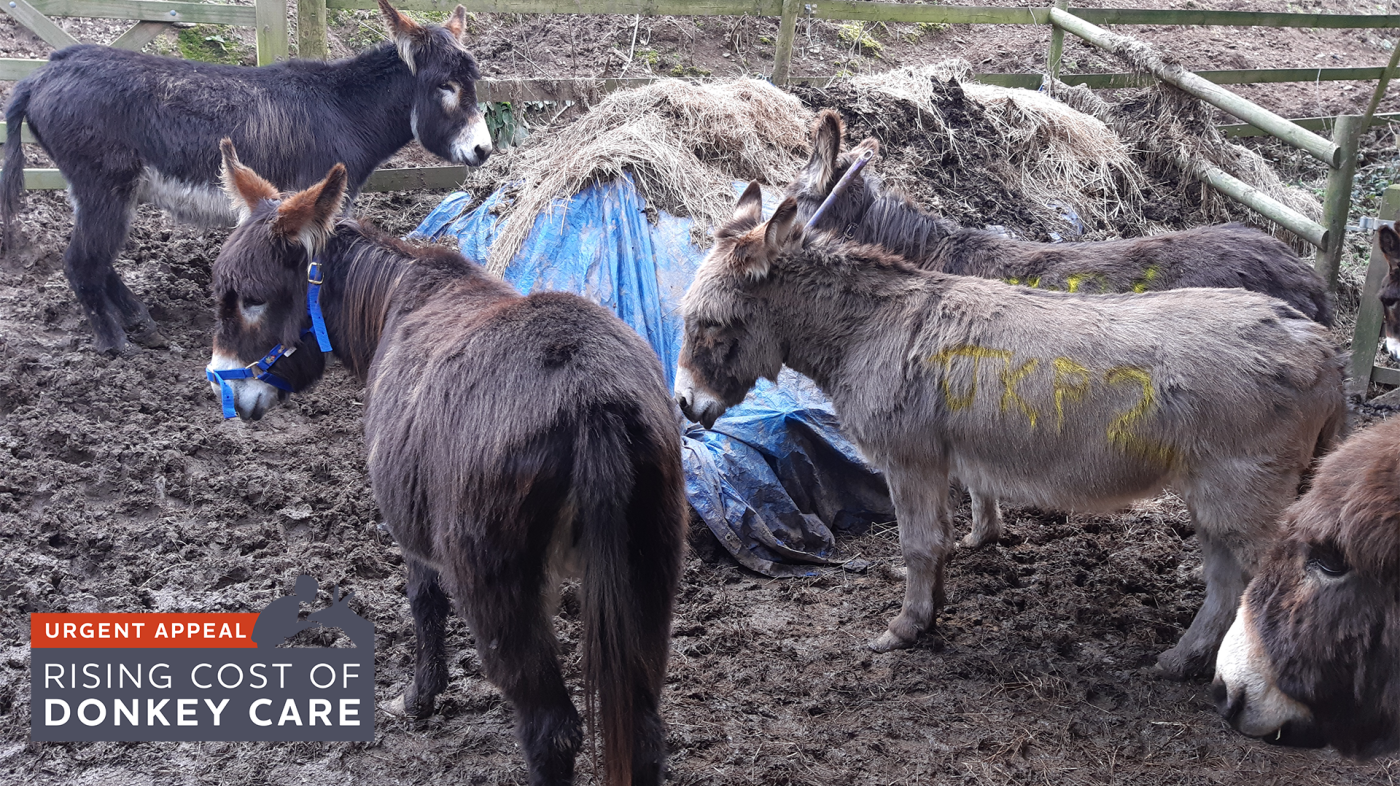 Braunton donkeys before being rescued