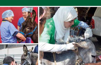 Clinical Companion of the Donkey