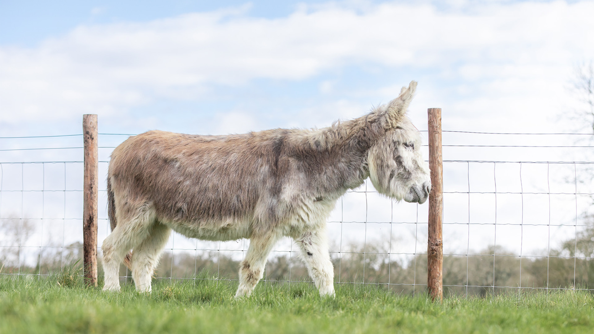 Donkey Portraits