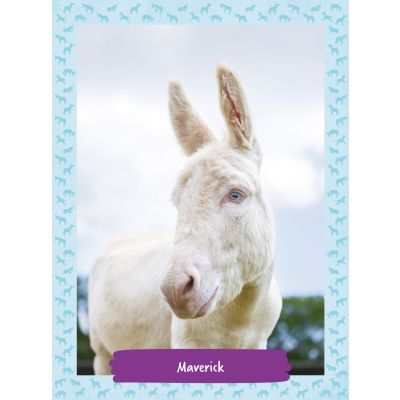 Maverick portraits