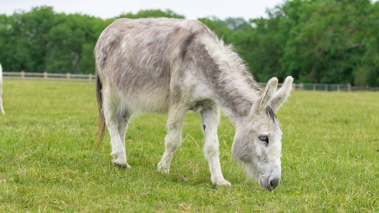 Adoption donkey Ashley