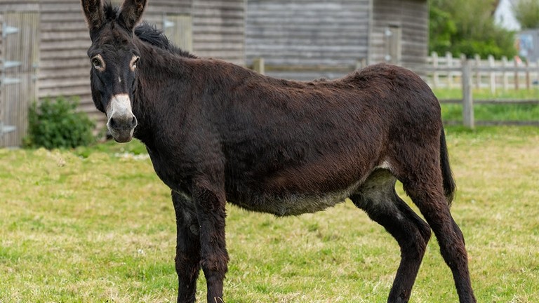 Adoption donkey Ruby at The Donkey Sanctuary Sidmouth.