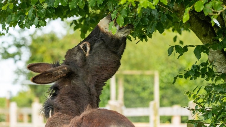 Adoption donkey Ruby at The Donkey Sanctuary Sidmouth.
