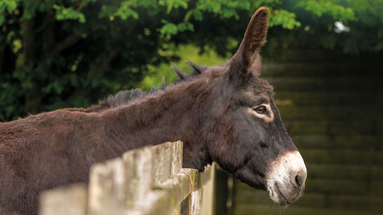 Adoption donkey Ruby at The Donkey Sanctuary Sidmouth.