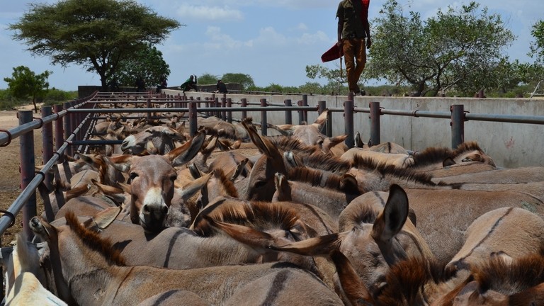 Why donkeys matter.