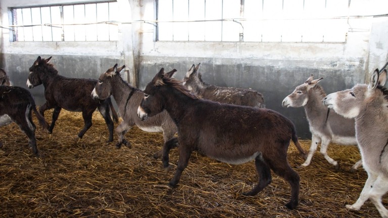 Rescue donkeys running at Italian holding base.