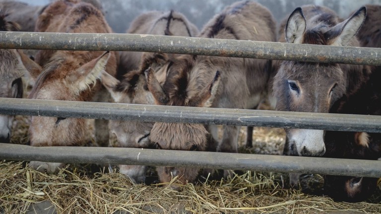Italian rescue donkeys feeding at holding base.