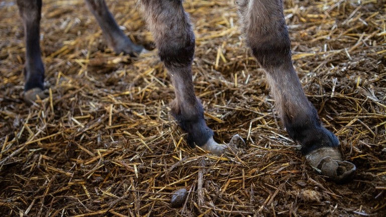Italian donkey with overgrown hooves.