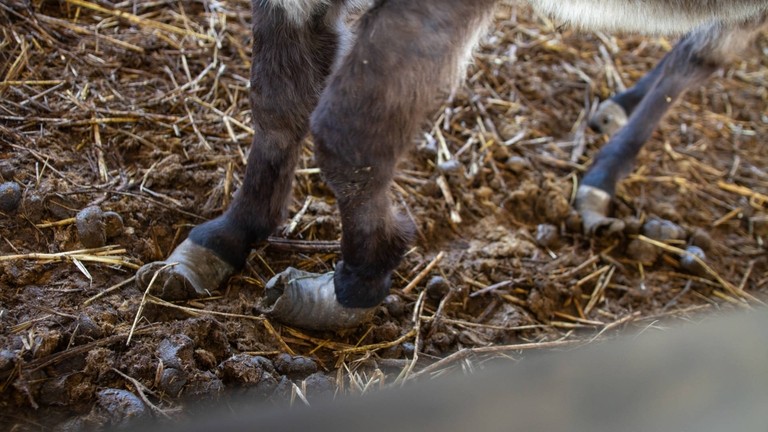 Overgrown hooves at Italian holding base.