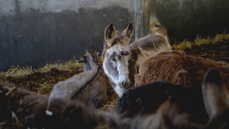 Donkeys rescued from Italy farm.