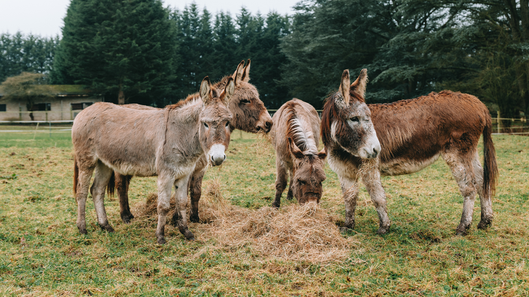 Four rescued donkeys standing in a field eating hay.