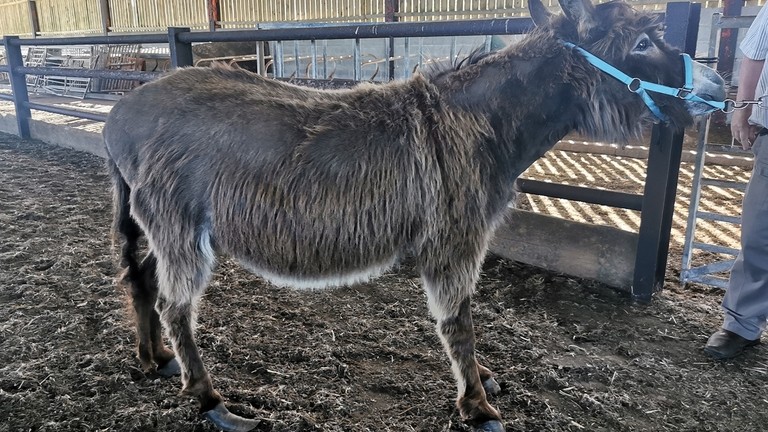 Anglesey rescue donkey Ocean.