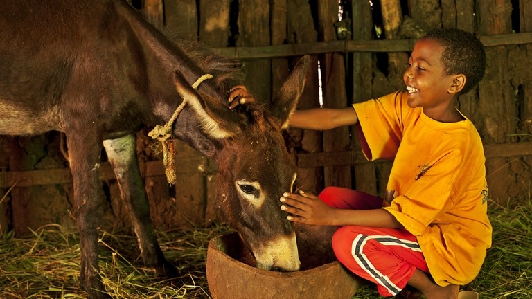 Abraham shows compassion towards his donkey in Ethiopia.