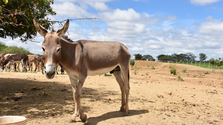 Amiguinho the friendly donkey in the sun, Brazil.