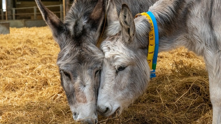 Anglesey rescue donkeys Isla and Valley.