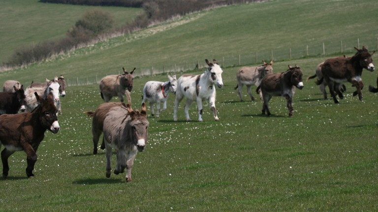 Donkeys at Axnoller Farm