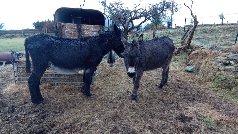 Neglected donkeys.
