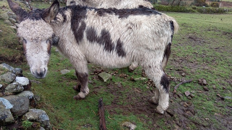 Neglected donkey.
