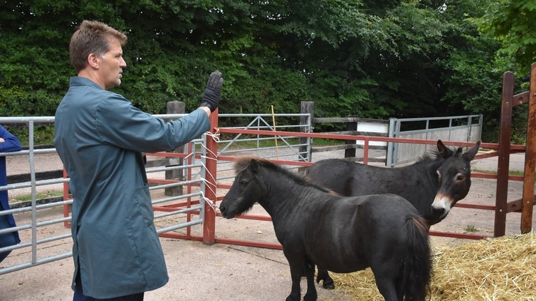 Ben Hart training the mules.