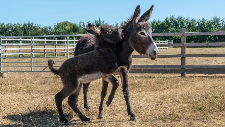Rescued Bluebell and her new foal Chief.
