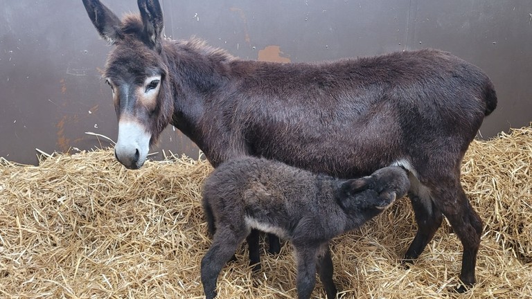 Bluebell and foal Chief.