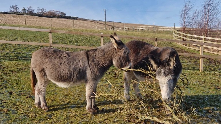 Bob and Raffles at their idyllic countryside home in northern Scotland.