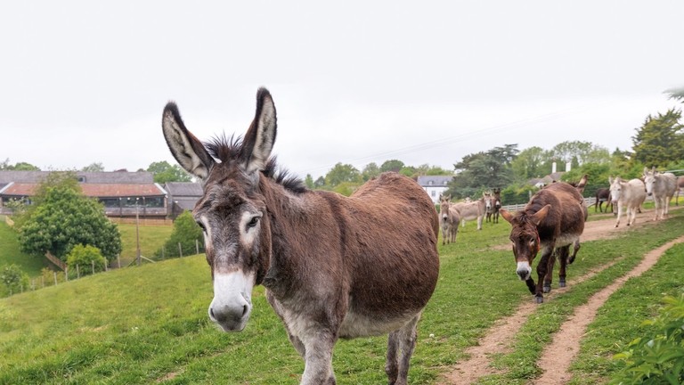 Adoption donkey Bonnie at The Donkey Sanctuary Sidmouth.