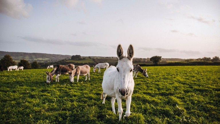 Donkeys at Brookfield Farm