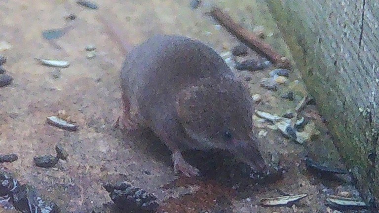 Camera trap shrew.