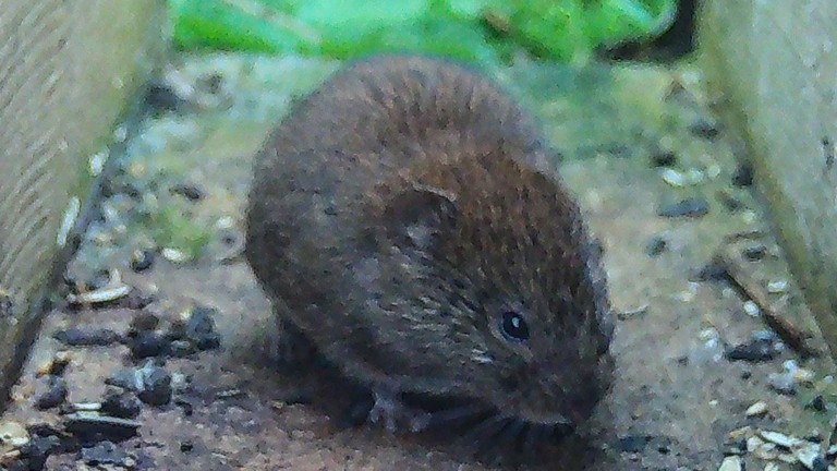 Vole caught by the camera trap.