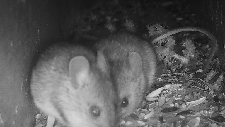 Camera trap woodmice.