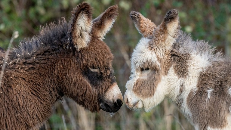 New foals Cubby and Chief.