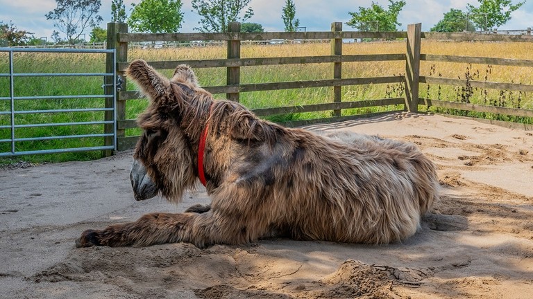 Dartanyan laying in the sand.