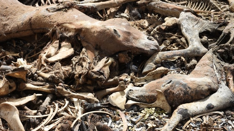 Donkey carcasses in holding pen, Brazil.