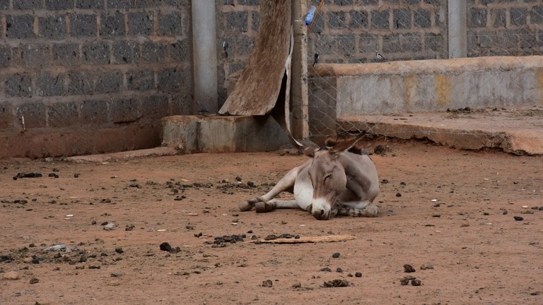 Donkey in inhumane surrounding at Kenyan slaughterhouse.