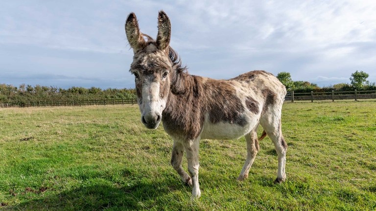 Donkey known as S1 now safe at The Donkey Sanctuary.